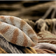 Illustration for article titled Graphic Plant Sex, In Microscopic Detail